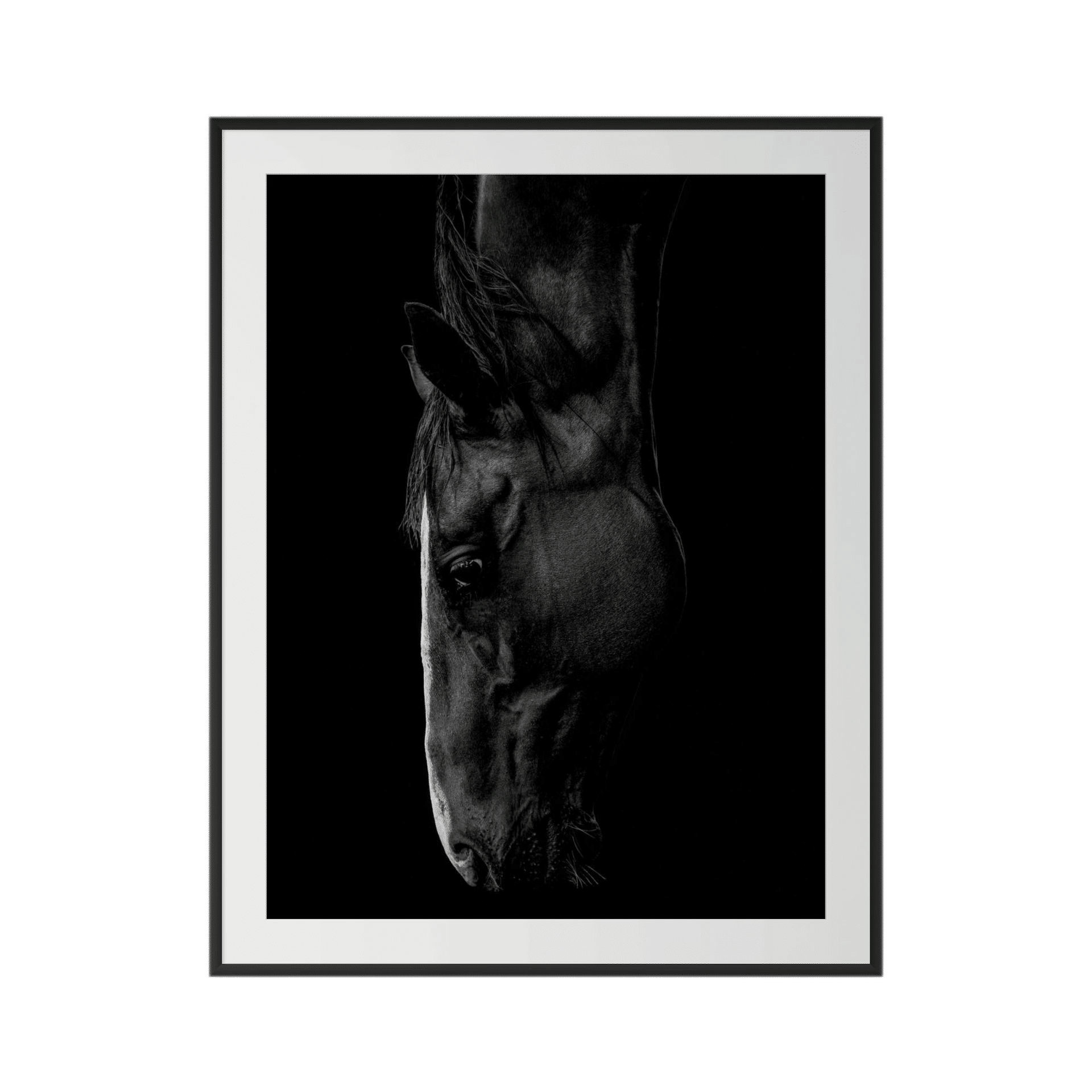 SENTIENCE is a black and white photograph of a horse’s head in profile against a deep black background, presented with museum-grade framing. This Australian artwork makes a striking large-scale statement with its softly illuminated details. - The Coastal Edit Australia