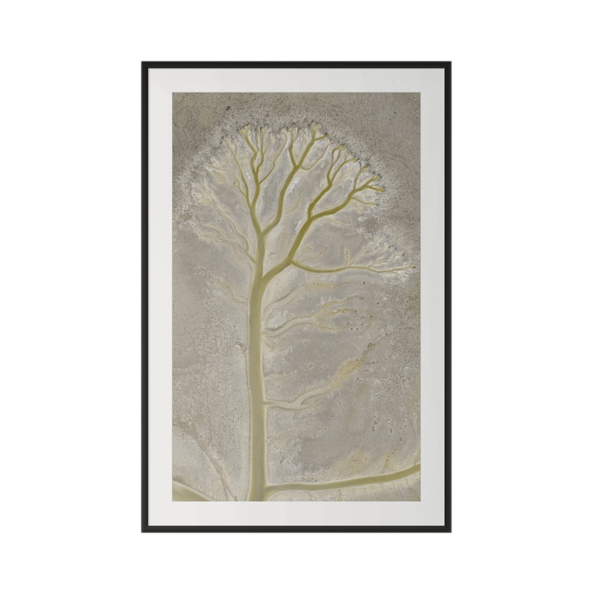ARBOR is a framed limited edition fine artwork featuring abstract tree-like branches in light beige and yellow on a textured pale background—an elegant addition to luxury coastal décor. - The Coastal Edit Australia