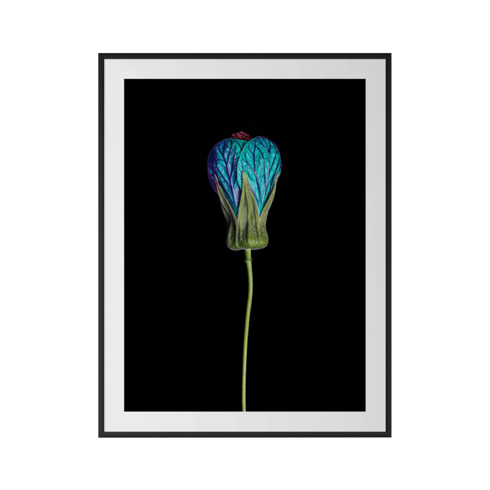 SOLACE: A framed photograph featuring a single flower bud with blue and green petals against a black background, emphasising the delicate texture and slender stem. - The Coastal Edit Australia